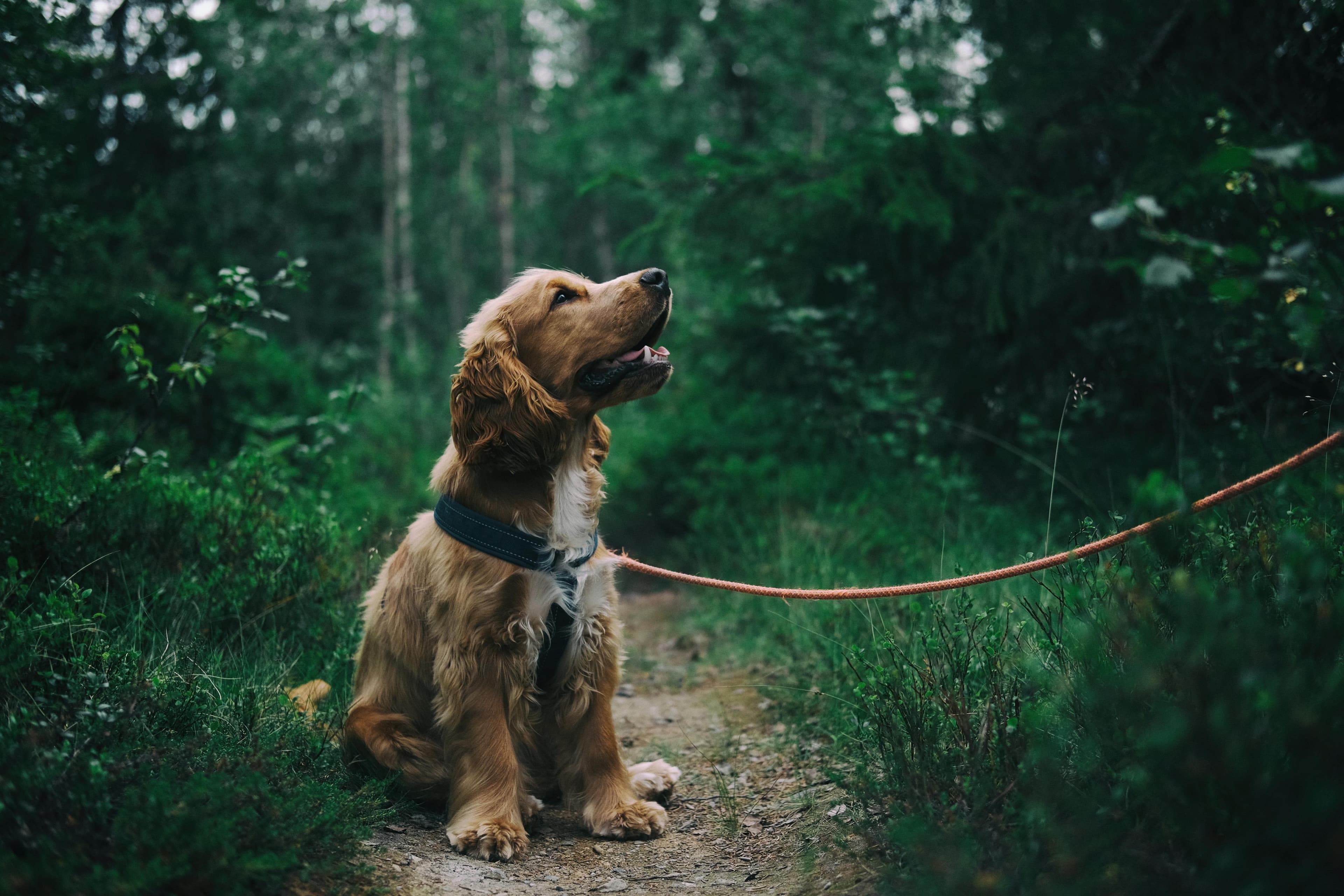 Pet background